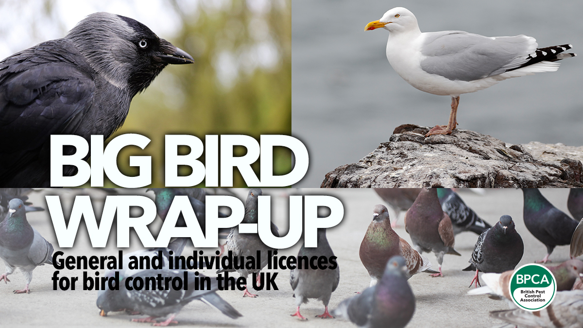 big bird wrap up bird licence bpca